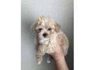 Mutt Puppy for sale in Pendleton, OR, USA