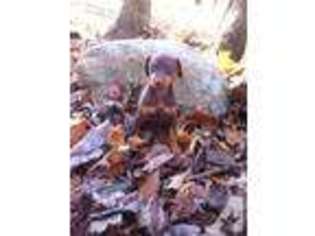 Doberman Pinscher Puppy for sale in NEWTON FALLS, OH, USA
