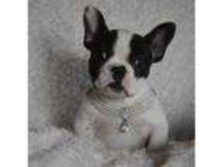 French Bulldog Puppy for sale in Fayetteville, TN, USA