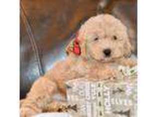Goldendoodle Puppy for sale in Anderson, MO, USA