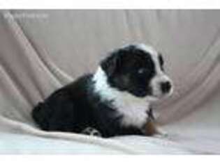 Australian Shepherd Puppy for sale in Clarkston, MI, USA