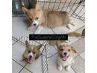 Pembroke Welsh Corgi Puppy for sale in Imperial, CA, USA