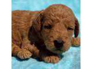 Goldendoodle Puppy for sale in Greenacres, WA, USA