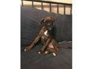 Boxer Puppy for sale in Tallahassee, FL, USA