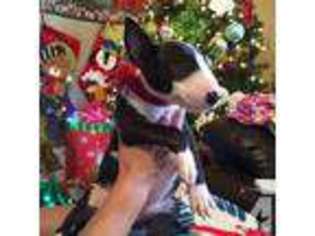 Bull Terrier Puppy for sale in BRENTWOOD, CA, USA