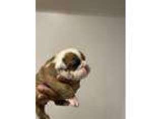 Bulldog Puppy for sale in Bowie, MD, USA