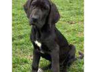 Medium Photo #1 Great Dane Puppy For Sale in Sunbury, PA, USA