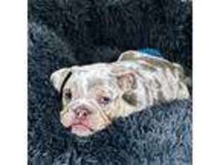 Bulldog Puppy for sale in Newport News, VA, USA