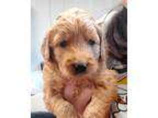 Goldendoodle Puppy for sale in Luverne, MN, USA