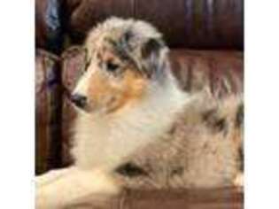 Collie Puppy for sale in Anderson, SC, USA