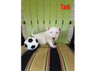 Bull Terrier Puppy for sale in Elm City, NC, USA