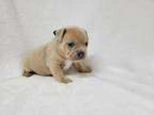 French Bulldog Puppy for sale in Beach City, OH, USA