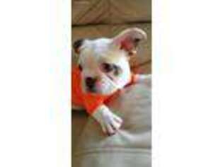 French Bulldog Puppy for sale in Shiloh, GA, USA