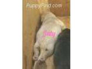 Labrador Retriever Puppy for sale in Rio Rancho, NM, USA