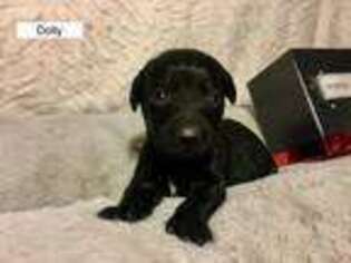 Labrador Retriever Puppy for sale in Decatur, IN, USA