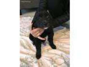 Boston Terrier Puppy for sale in Bellevue, WA, USA
