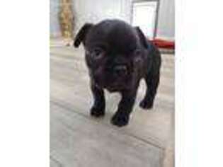 French Bulldog Puppy for sale in Gold Hill, NC, USA