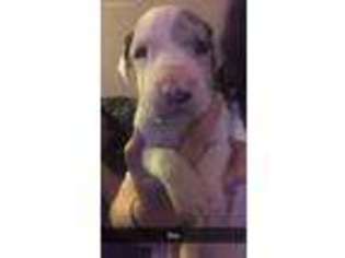Great Dane Puppy for sale in Muskogee, OK, USA