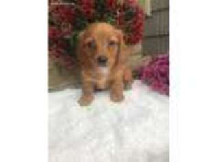 Dachshund Puppy for sale in Mayslick, KY, USA