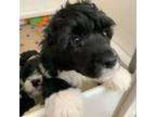 Portuguese Water Dog Puppy for sale in Eustis, FL, USA