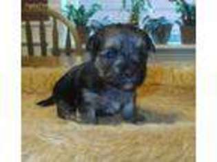 Mutt Puppy for sale in Charlton, MA, USA