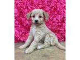 Mutt Puppy for sale in Buxton, ND, USA