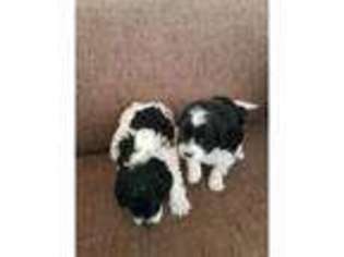 Cavapoo Puppy for sale in Bournemouth, Dorset (England), United Kingdom