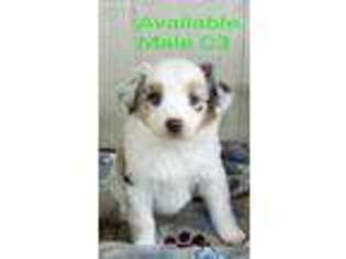 Miniature Australian Shepherd Puppy for sale in Jacksonville, TX, USA