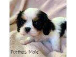 Cavalier King Charles Spaniel Puppy for sale in Wardville, OK, USA