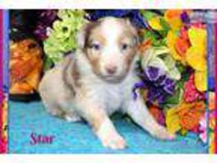 Australian Shepherd Puppy for sale in Albuquerque, NM, USA