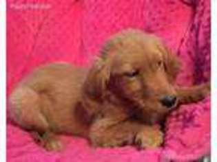 Golden Retriever Puppy for sale in Big Prairie, OH, USA