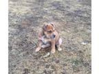 Alapaha Blue Blood Bulldog Puppy for sale in Seminole, OK, USA