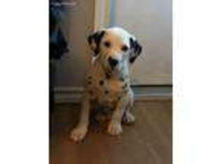 Dalmatian Puppy for sale in Tyler, TX, USA