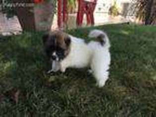 Akita Puppy for sale in Middlebury, IN, USA