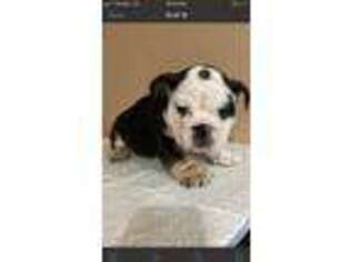 Bulldog Puppy for sale in Bakersfield, CA, USA