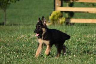 German Shepherd Dog Puppy for sale in Warrenton, VA, USA