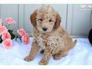 Labradoodle Puppy for sale in Lancaster, PA, USA