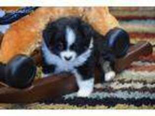 Miniature Australian Shepherd Puppy for sale in Woodville, TX, USA