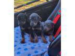 Doberman Pinscher Puppy for sale in Deatsville, AL, USA