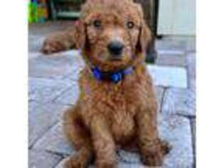 Goldendoodle Puppy for sale in Saint Augustine, FL, USA
