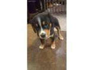 Greater Swiss Mountain Dog Puppy for sale in Missoula, MT, USA