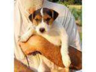 Jack Russell Terrier Puppy for sale in Checotah, OK, USA
