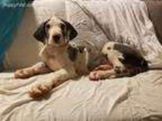 Great Dane Puppy for sale in Lexington, OK, USA