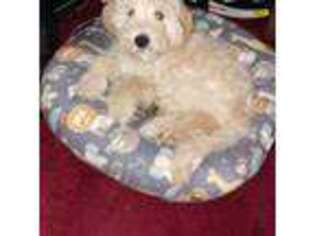 Goldendoodle Puppy for sale in Wayland, NY, USA