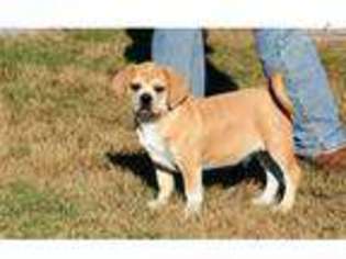 Puggle Puppy for sale in Oklahoma City, OK, USA