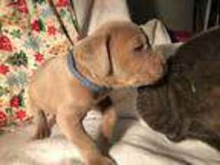 Cane Corso Puppy for sale in Glasgow, KY, USA