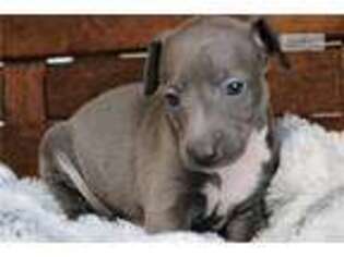 Italian Greyhound Puppy for sale in Monroe, LA, USA