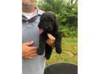 Labradoodle Puppy for sale in Hayden, AL, USA