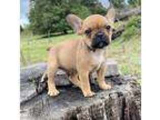 French Bulldog Puppy for sale in Soper, OK, USA