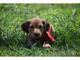 Dachshund Puppy for sale in Mountain Grove, MO, USA